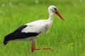 Poland, Biebrzanski National Park Ã¢â¬â closeup of a White Stork bird in a nest Ã¢â¬â latin: Ciconia ciconia